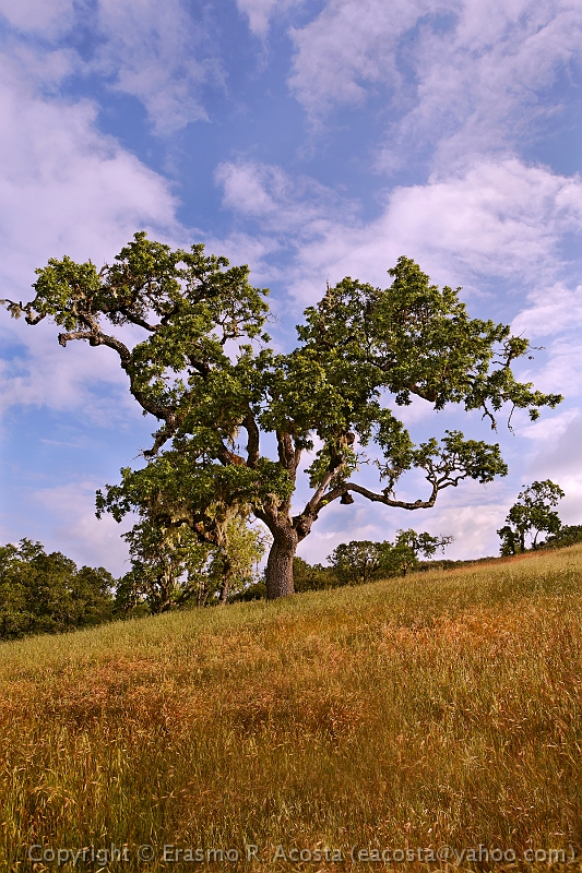 _MG_3154_8x12
