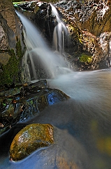  Uvas Granuja Fall