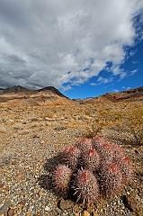  Desert Pineapples