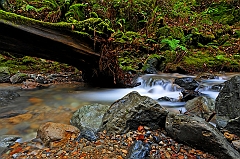  Redwood Creek V