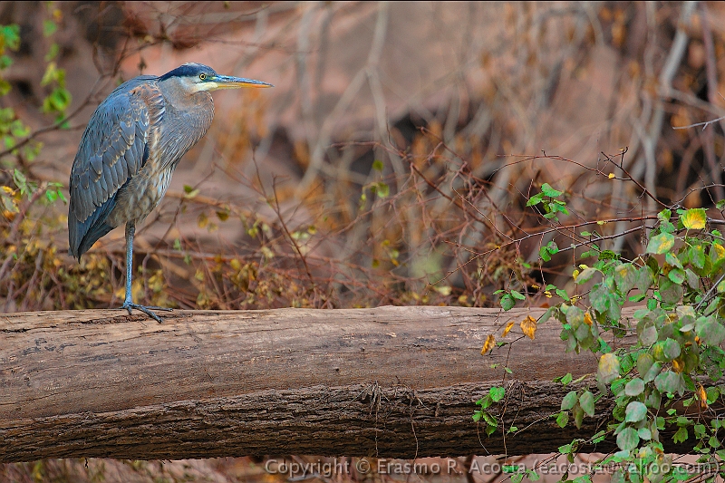 _MG_7424_DXO-cropped_8x12